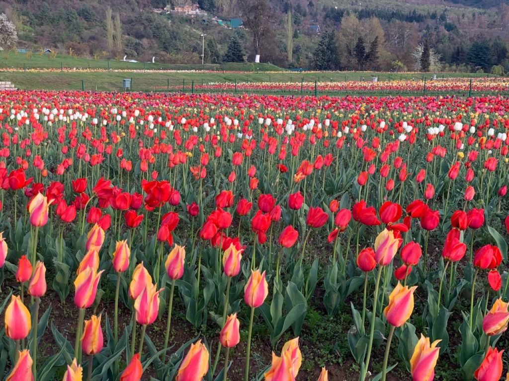 Kashmir Tulip Festival Tour 2024