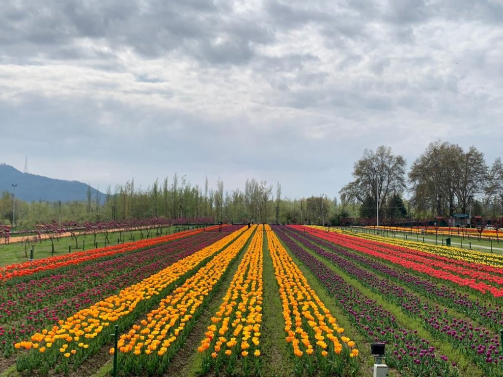 Kashmir Tulip Festival Tour 2023