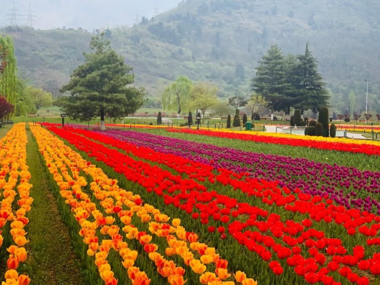 Kashmir Tulip Festival Tour 2023