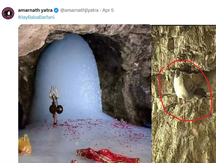 Real Image of Amarnath Cave Pigeon right side in red mark circle